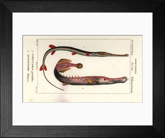 Framed Print : Bluespotted cornetfish and Chinese trumpetfish Framed Print : Bluespotted cornetfish and Chinese trumpetfish