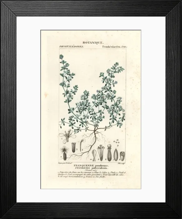 Framed Print : European sea heath, Frankenia pulverulenta Framed Print : European sea heath, Frankenia pulverulenta