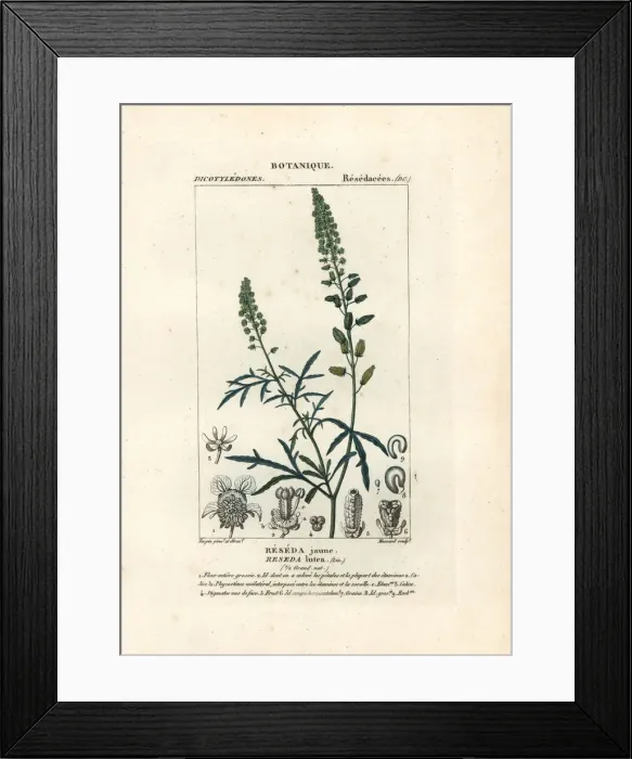 Framed Print : Wild mignonette, Reseda lutea Framed Print : Wild mignonette, Reseda lutea