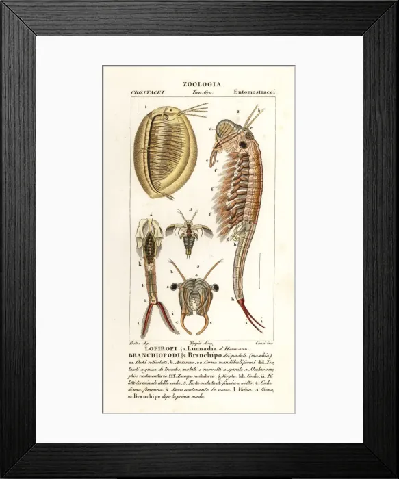 Framed Print : Planktonic crustaceans: Limnadia hermani and Branchinecta Framed Print : Planktonic crustaceans: Limnadia hermani and Branchinecta