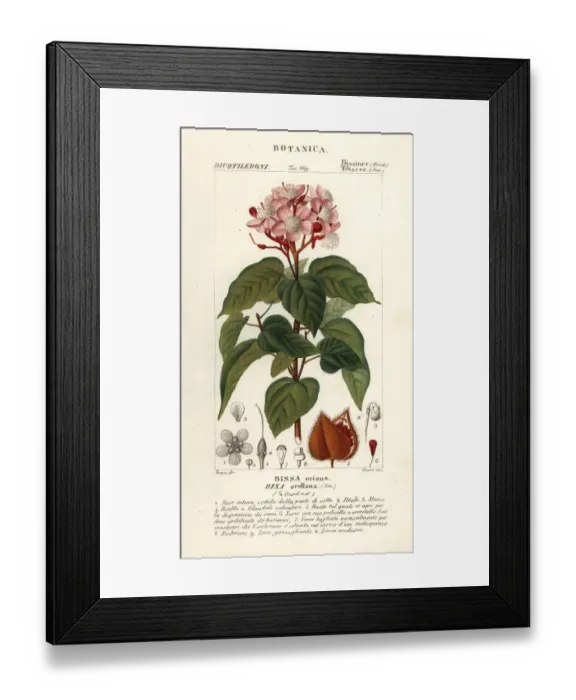 Framed Print : Achiote or lipstick tree, Bixa orellana Framed Print : Achiote or lipstick tree, Bixa orellana