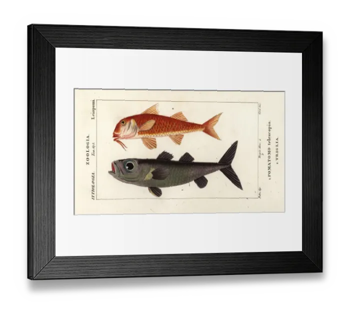Framed Print : Bulls-eye fish and striped red mullet Framed Print : Bulls-eye fish and striped red mullet