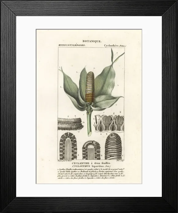 Framed Print : Cyclanthus bipartitus Framed Print : Cyclanthus bipartitus