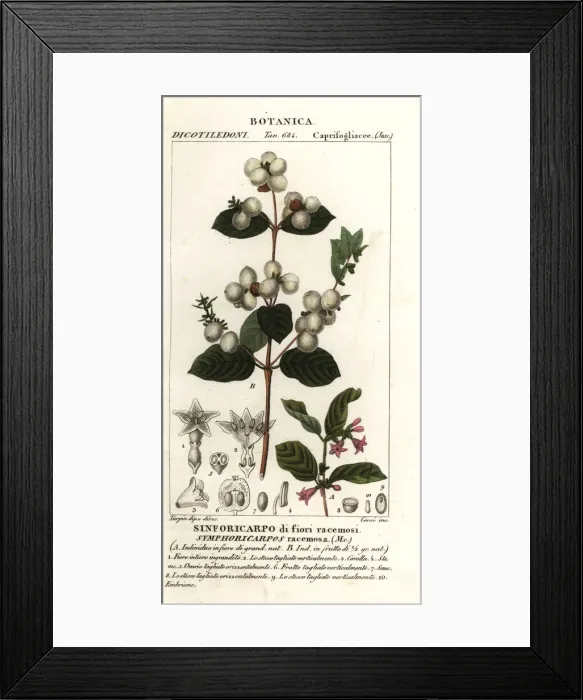 Framed Print : Snowberry, Symphoria racemosa Framed Print : Snowberry, Symphoria racemosa
