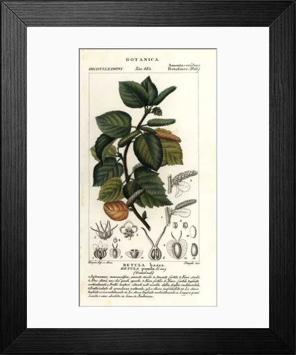 Framed Print : Dwarf birch, Betula pumila Framed Print : Dwarf birch, Betula pumila