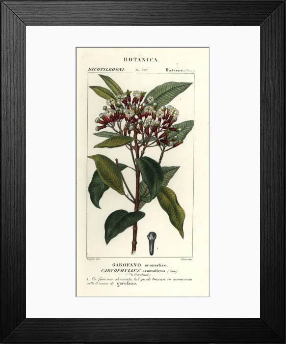 Framed Print : Clove, Syzygium aromaticum Framed Print : Clove, Syzygium aromaticum