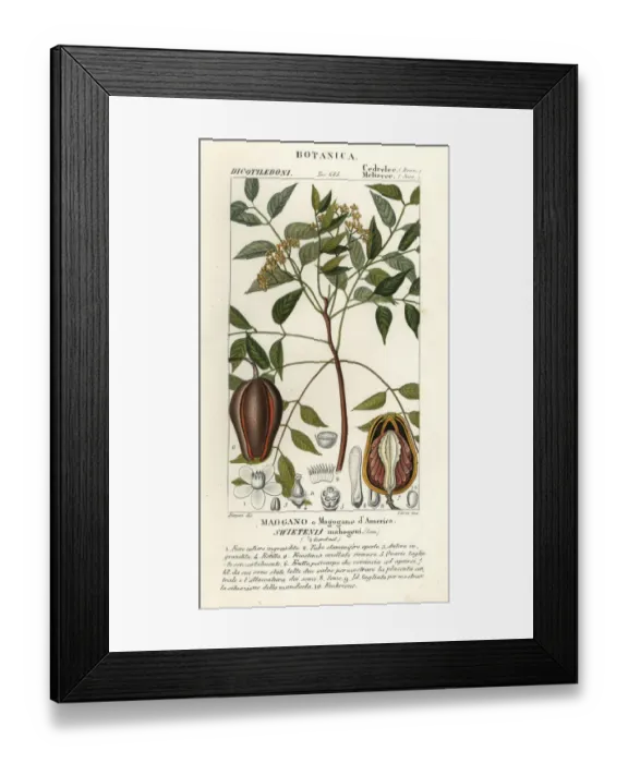 Framed Print : American mahogany, Swietenia mahagoni Framed Print : American mahogany, Swietenia mahagoni