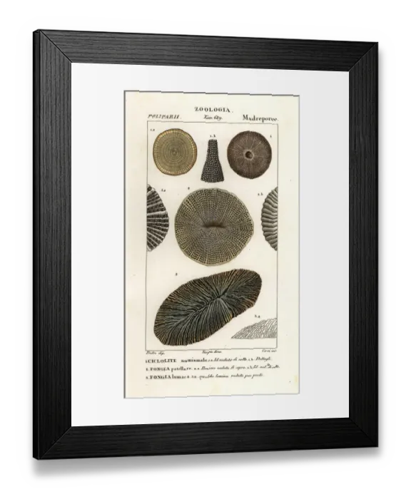 Framed Print : Extinct fossil coral Palaeocyclus porpita 1, and Fungia Framed Print : Extinct fossil coral Palaeocyclus porpita 1, and Fungia