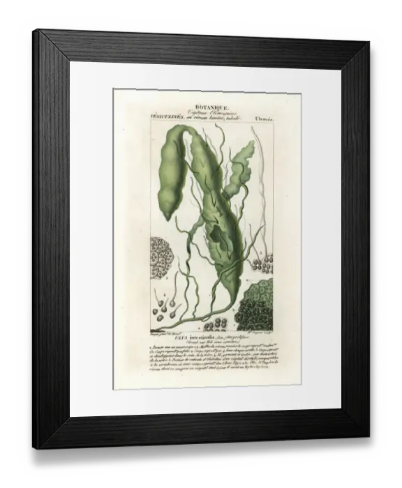 Framed Print : Gutweed or grass kelp, Ulva intestinalis Framed Print : Gutweed or grass kelp, Ulva intestinalis