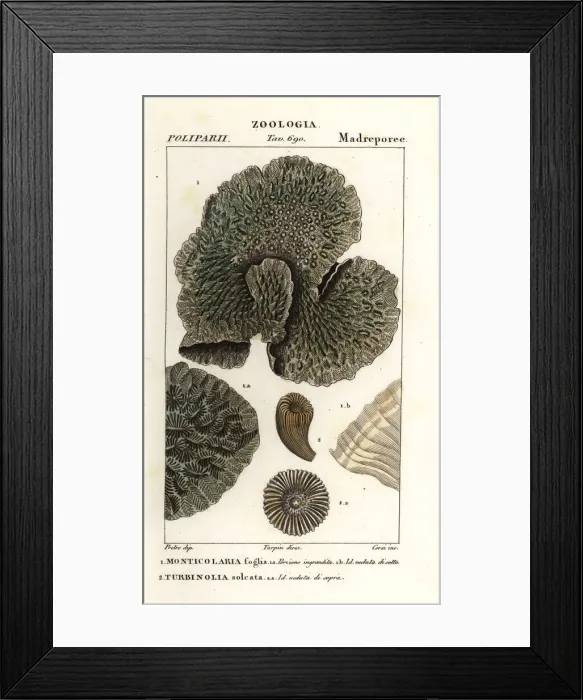 Framed Print : Horn coral and extinct coral Framed Print : Horn coral and extinct coral
