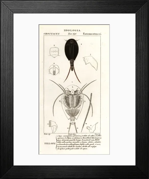 Framed Print : Tadpole shrimps Framed Print : Tadpole shrimps