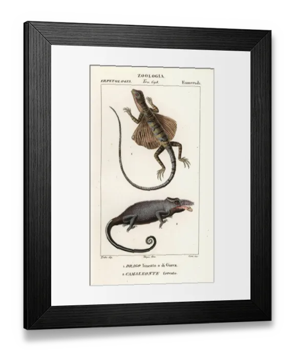Framed Print : Common flying dragon and two-horned chameleon Framed Print : Common flying dragon and two-horned chameleon