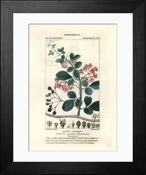 Framed Print : Spoonleaf treebine, Cissus obovata Framed Print : Spoonleaf treebine, Cissus obovata