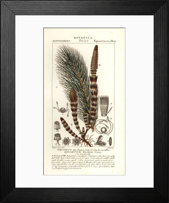 Framed Print : Water horsetail, Equisetum fluviatile Framed Print : Water horsetail, Equisetum fluviatile
