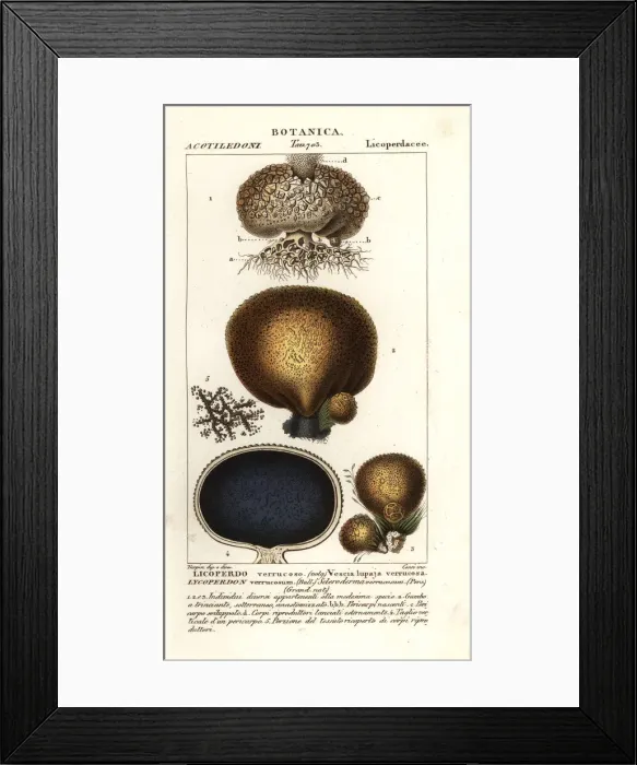 Framed Print : Earth balls, Scleroderma verrucosum Framed Print : Earth balls, Scleroderma verrucosum