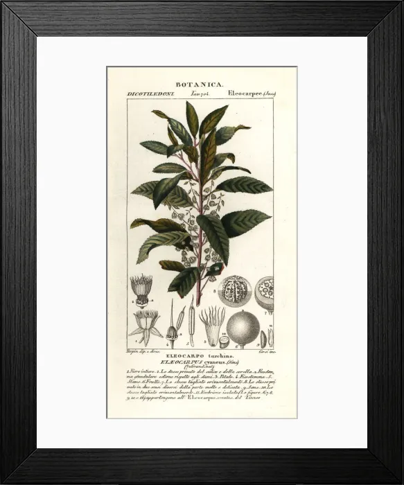 Framed Print : Blueberry ash, Elaeocarpus cyaneus Framed Print : Blueberry ash, Elaeocarpus cyaneus