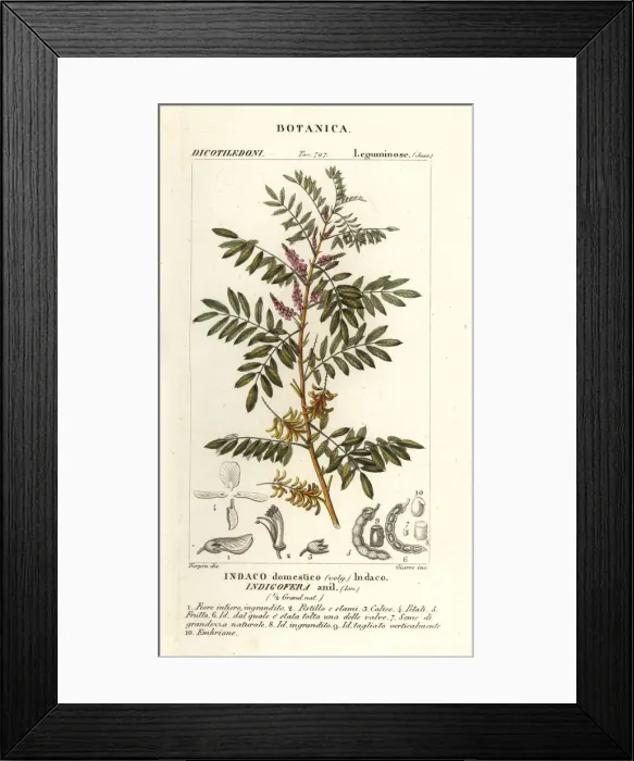 Framed Print : Guatemalan indigo, Indigofera suffruticosa Framed Print : Guatemalan indigo, Indigofera suffruticosa
