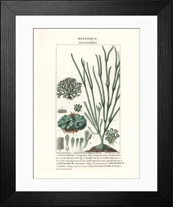 Framed Print : Green algae Spongodium species Framed Print : Green algae Spongodium species