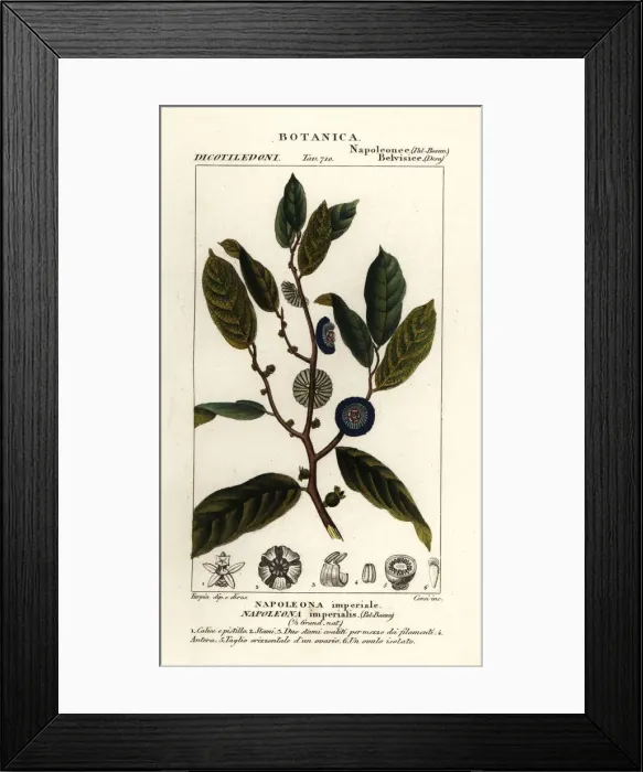 Framed Print : Napoleonaea imperialis Framed Print : Napoleonaea imperialis