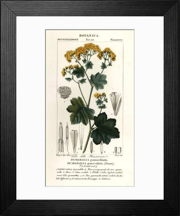 Framed Print : Jungia paniculata Framed Print : Jungia paniculata