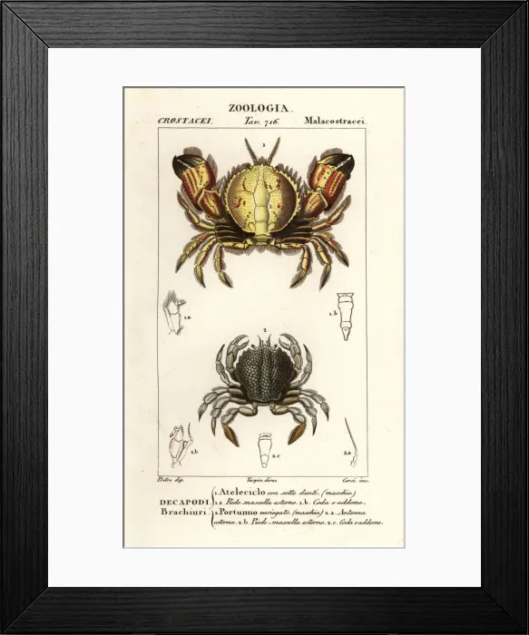 Framed Print : Circular crab and swimming crab Framed Print : Circular crab and swimming crab
