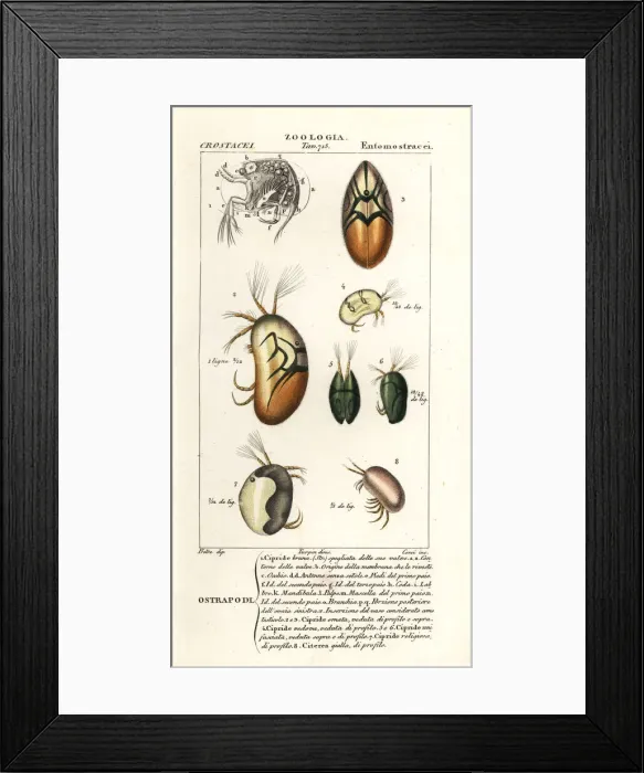 Framed Print : Species of ostracods Framed Print : Species of ostracods