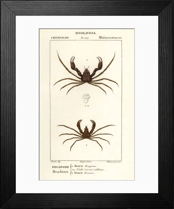Framed Print : Scorpion spider crab and Leachs spider crab