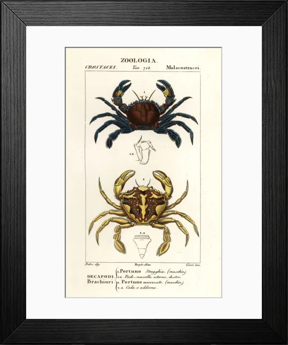 Framed Print : Velvet swimming crab and marbled swimming crab Framed Print : Velvet swimming crab and marbled swimming crab