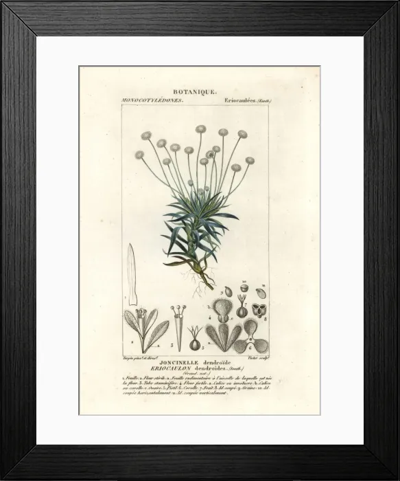 Framed Print : Paepalanthus dendroides Framed Print : Paepalanthus dendroides