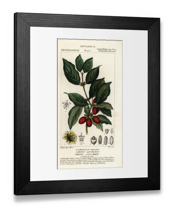 Framed Print : Cornelian cherry, Cornus mas Framed Print : Cornelian cherry, Cornus mas