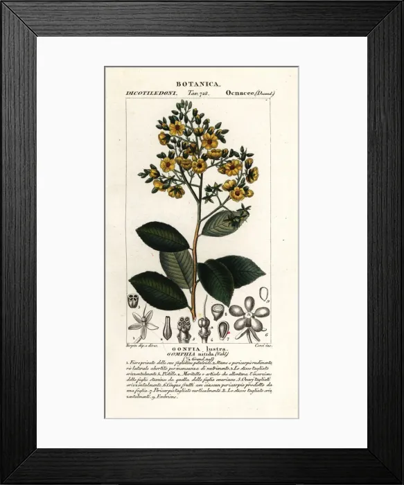 Framed Print : Gomphia nitida Framed Print : Gomphia nitida