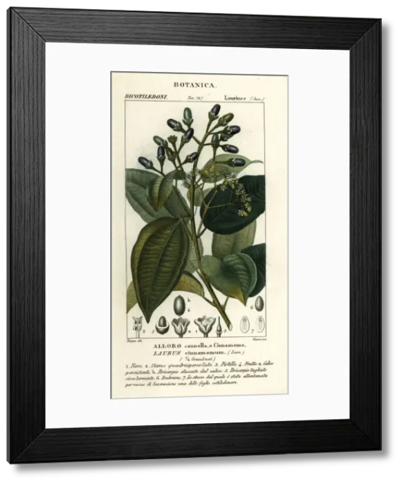 Framed Print : True cinnamon tree, Cinnamomum verum Framed Print : True cinnamon tree, Cinnamomum verum