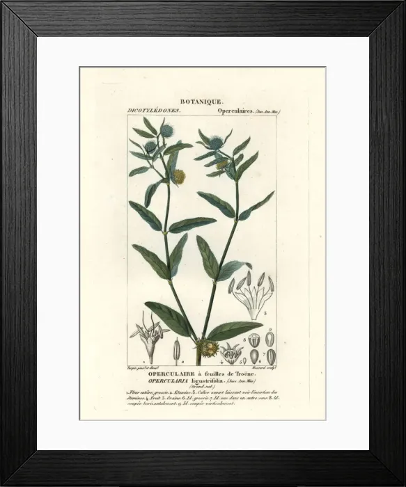 Framed Print : Coarse stinkweed, Opercularia aspera Framed Print : Coarse stinkweed, Opercularia aspera