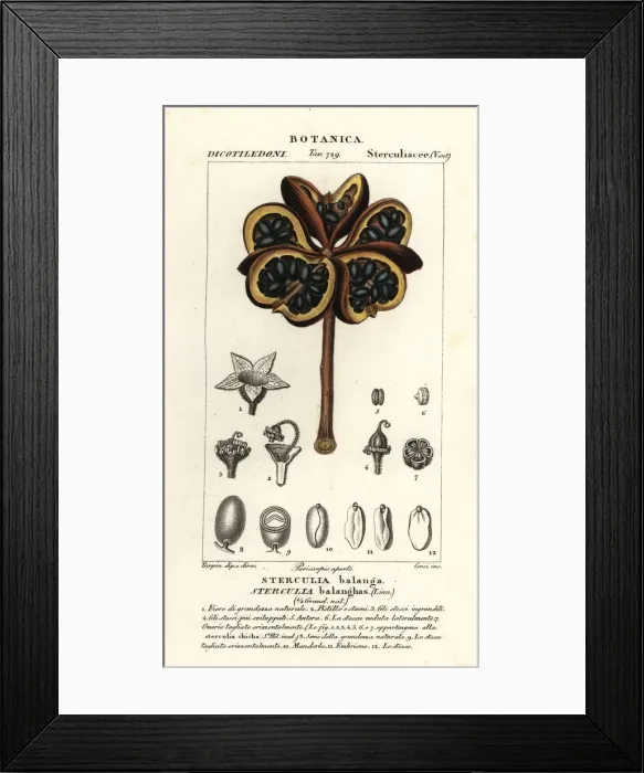 Framed Print : Tropical chestnut or nawa tree, Sterculia balanghas Framed Print : Tropical chestnut or nawa tree, Sterculia balanghas