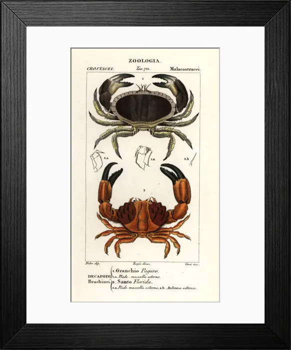 Framed Print : Edible crab and furrowed crab