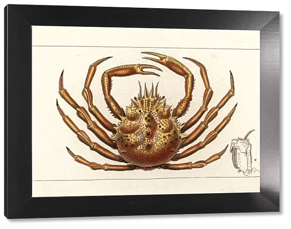 European spider crab, Maja squinado