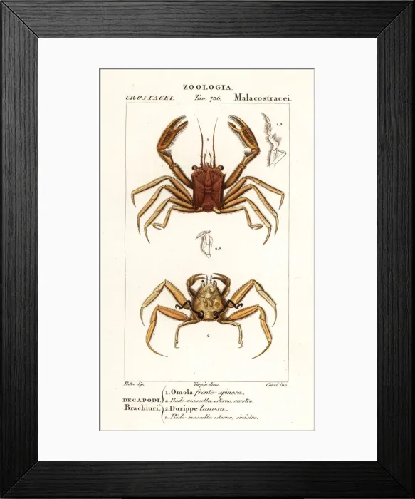 Framed Print : Carrier crab and dorripd crab Framed Print : Carrier crab and dorripd crab
