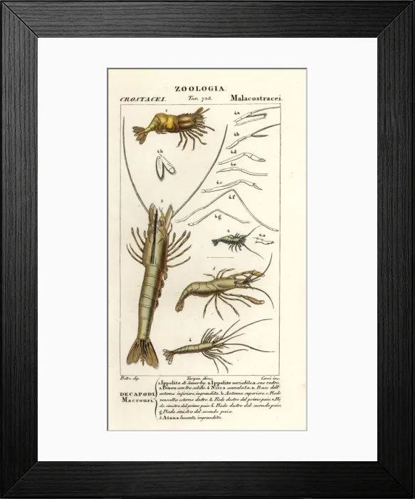 Framed Print : Species of shrimp Framed Print : Species of shrimp