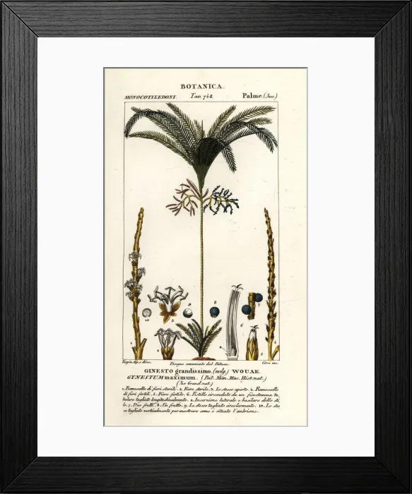 Framed Print : Palm tree, Geonoma maxima Framed Print : Palm tree, Geonoma maxima
