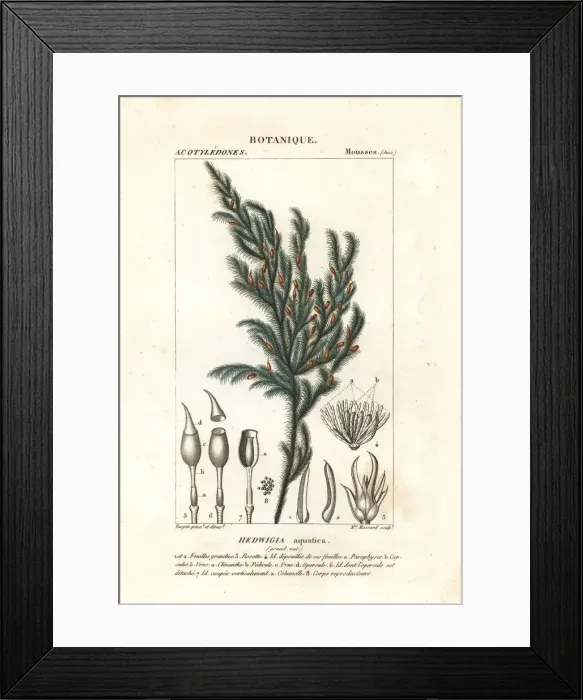 Framed Print : Hedwigia aquatica moss Framed Print : Hedwigia aquatica moss