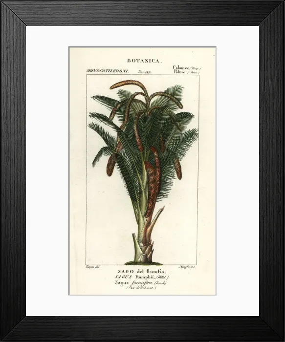 Framed Print : True sago palm, Metroxylon sagu Framed Print : True sago palm, Metroxylon sagu