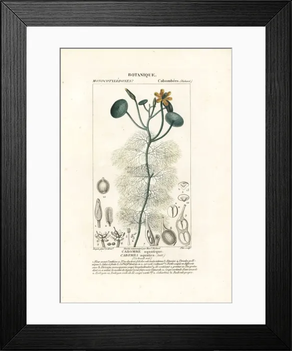 Framed Print : Giant cabomba, Cabomba aquatica Framed Print : Giant cabomba, Cabomba aquatica