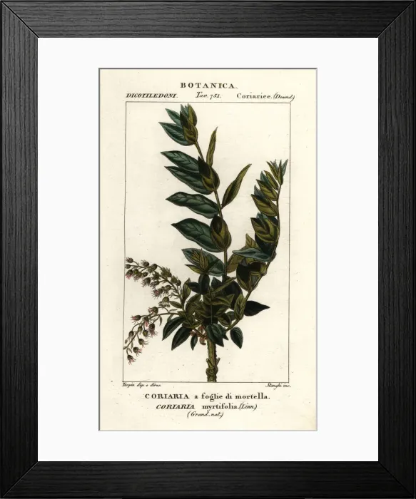 Framed Print : Redoul tree, Coriaria myrtifolia Framed Print : Redoul tree, Coriaria myrtifolia