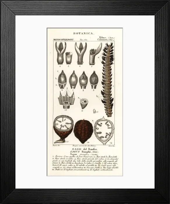 Framed Print : True sago palm, Metroxylon sagu Framed Print : True sago palm, Metroxylon sagu