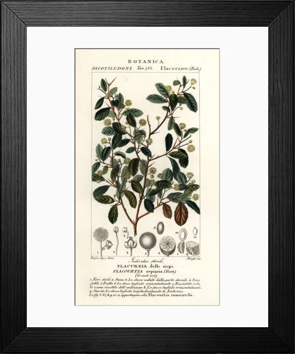 Framed Print : Indian plum, Flacourtia indica Framed Print : Indian plum, Flacourtia indica