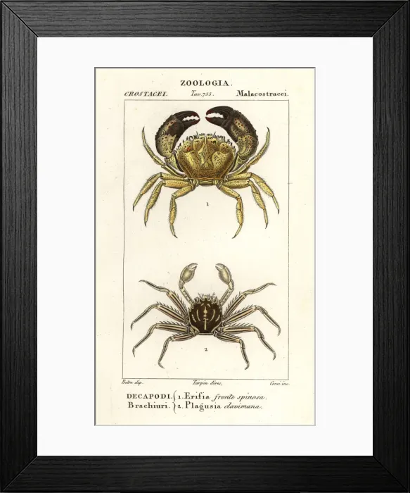 Framed Print : Warty crab and flat rock crab Framed Print : Warty crab and flat rock crab