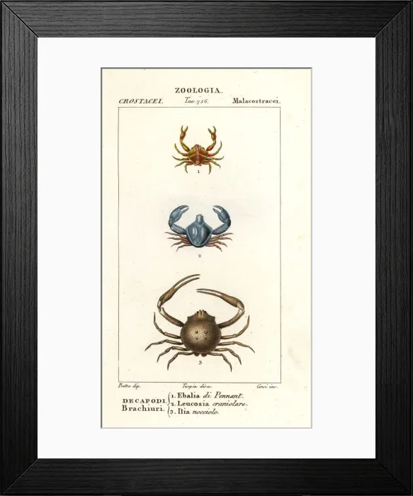 Framed Print : Species of crab Framed Print : Species of crab