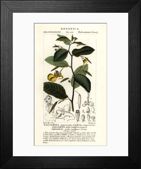 Framed Print : Touch-me-not balsam, Impatiens noli-tangere Framed Print : Touch-me-not balsam, Impatiens noli-tangere