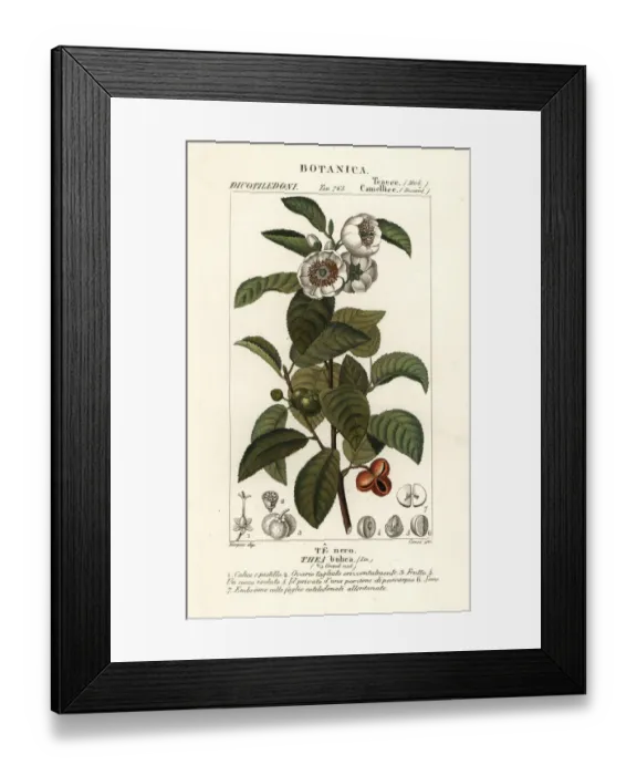 Framed Print : Tea plant, Camellia sinensis Framed Print : Tea plant, Camellia sinensis