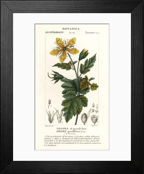 Framed Print : Loasea grandiflora Framed Print : Loasea grandiflora